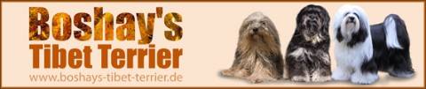 Banner_Boshays Tibet Terrier