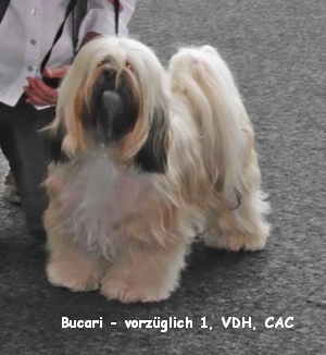 Bucari Bucari