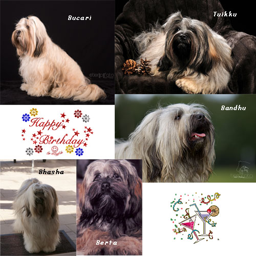 Geburtstagsbild B-Wurf 2 Jahre Kopie Geburtstagsbild B-Wurf 2 Jahre Kopie