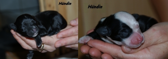 Hndin-Hndin1