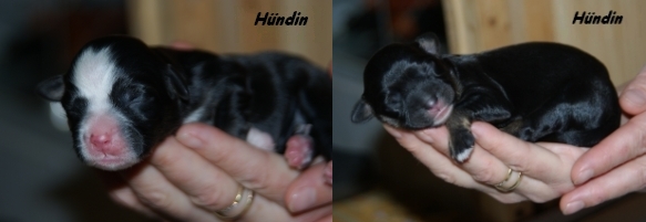 Hündin-Hündin2 Hündin-Hündin2