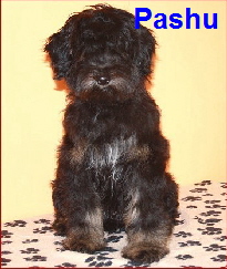 TT_pashu_kunze TT_pashu_kunze