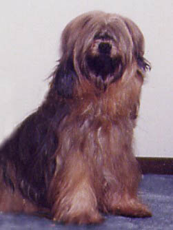 gracie gracie