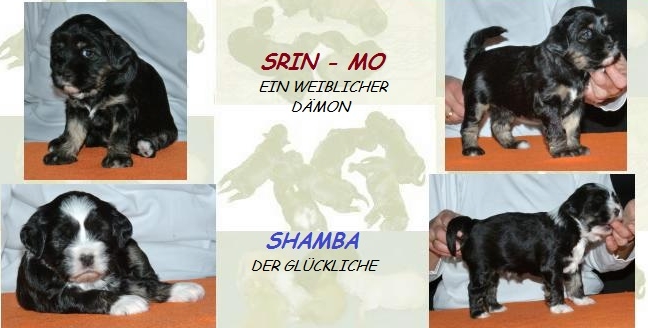 srin-mo_shamba srin-mo_shamba